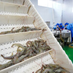 A Chinese shrimp factory
