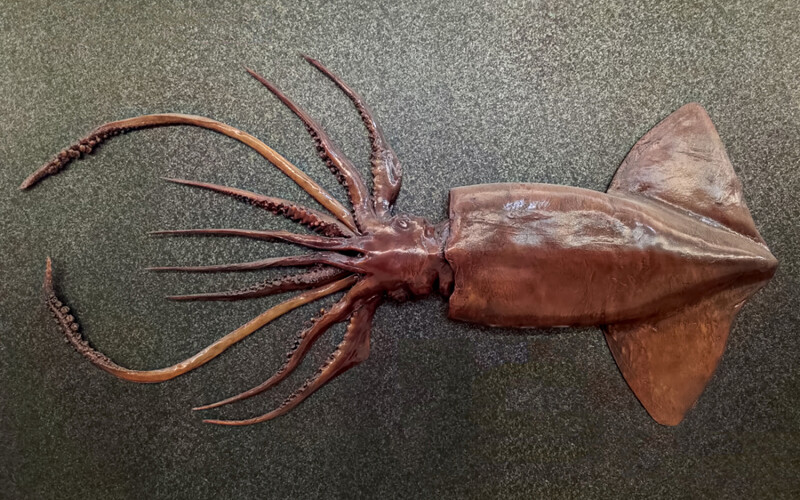 A giant squid