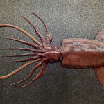 A giant squid