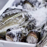 Freshly harvested cod on ice