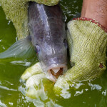 A fish farmer holding open a tilapia's mouth
