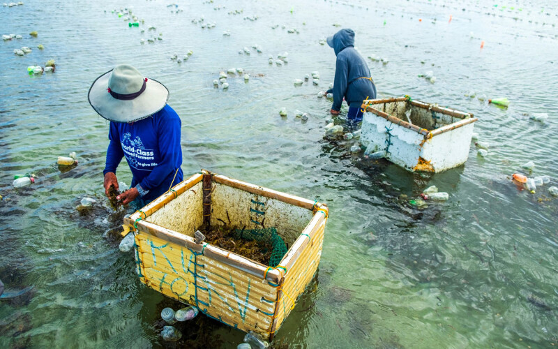 Regenerative seaweed farmers work in Southeast Asia