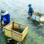 Regenerative seaweed farmers work in Southeast Asia