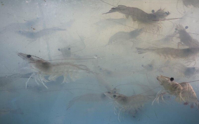 shrimp