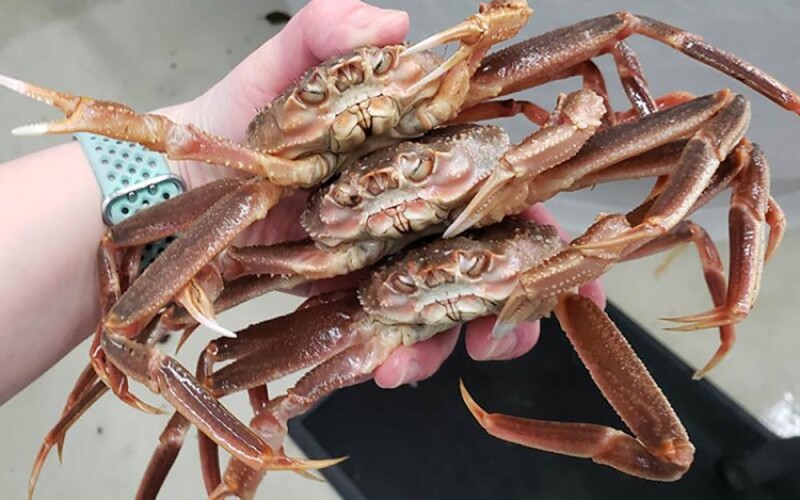 snow crabs