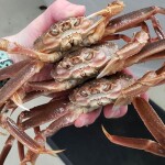 snow crabs