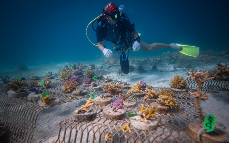 Coral reef restoration is underway with new funding