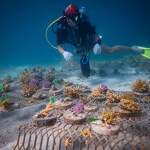 Coral reef restoration is underway with new funding