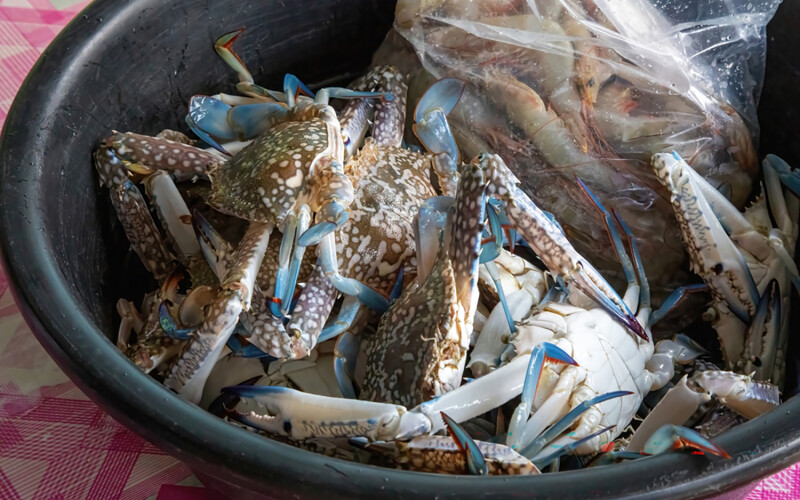 Blue swimming crab