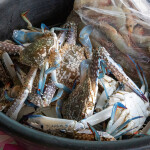 Blue swimming crab