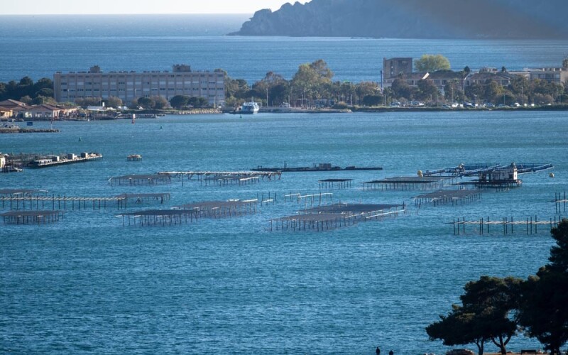 A mussel farm