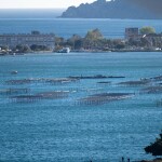 A mussel farm