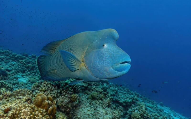 A humphead wrasse