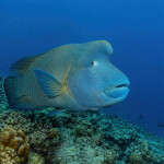 A humphead wrasse