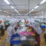 An Indonesian shrimp-processing facility