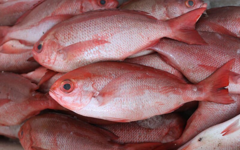 red snapper