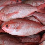 red snapper