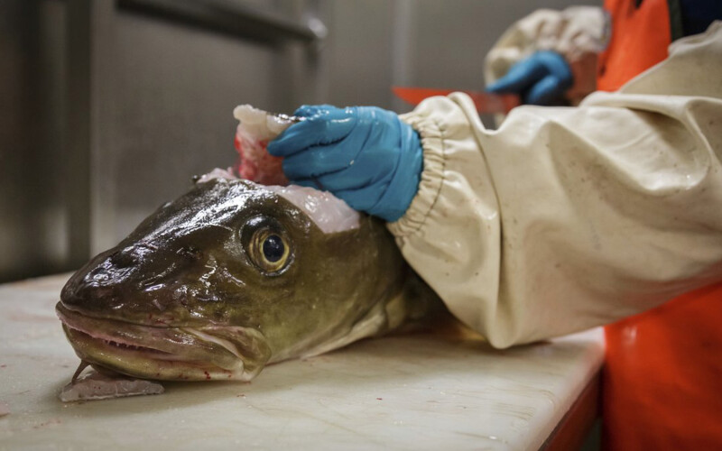 A cod being processed