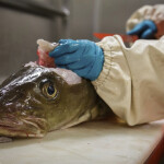 A cod being processed