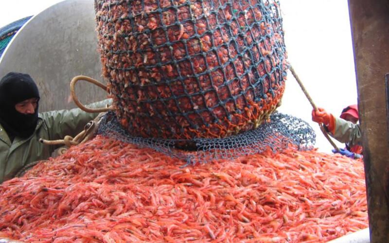 Fishermen hauling in northern shrimp