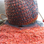Fishermen hauling in northern shrimp