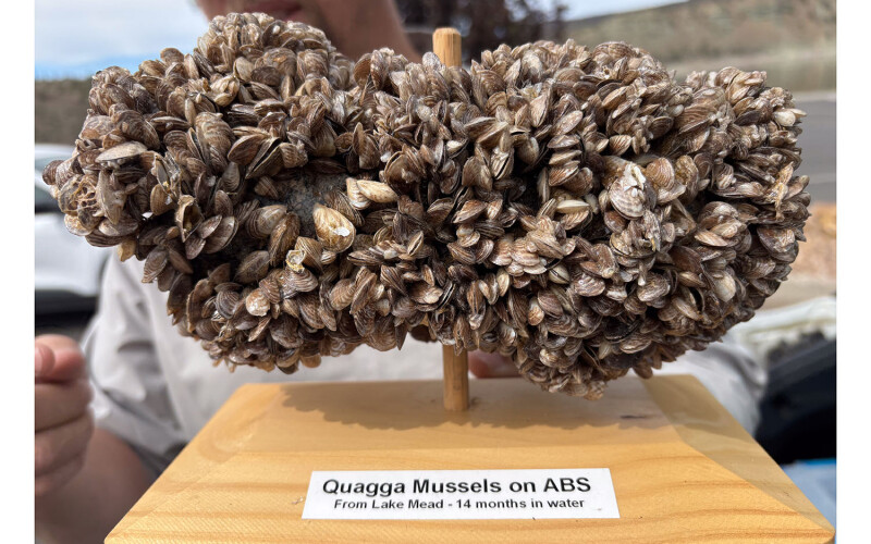 image of invasive quagga mussels spread across a pipe after 14 months