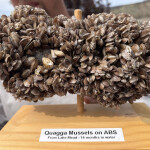 image of invasive quagga mussels spread across a pipe after 14 months