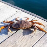 Dungeness crab fishing amendments could come in Oregon