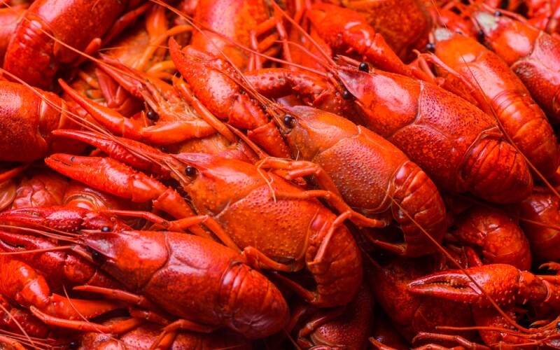 crawfish