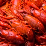 crawfish