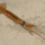 a squid