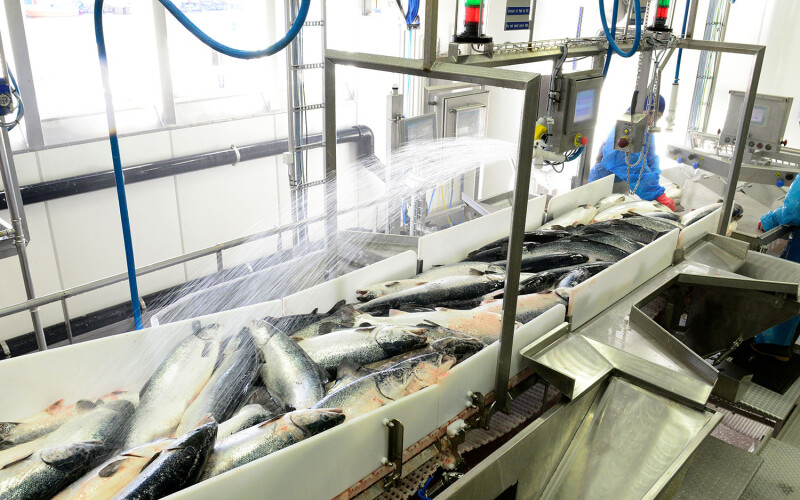 A salmon processing line in Norway