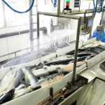 A salmon processing line in Norway