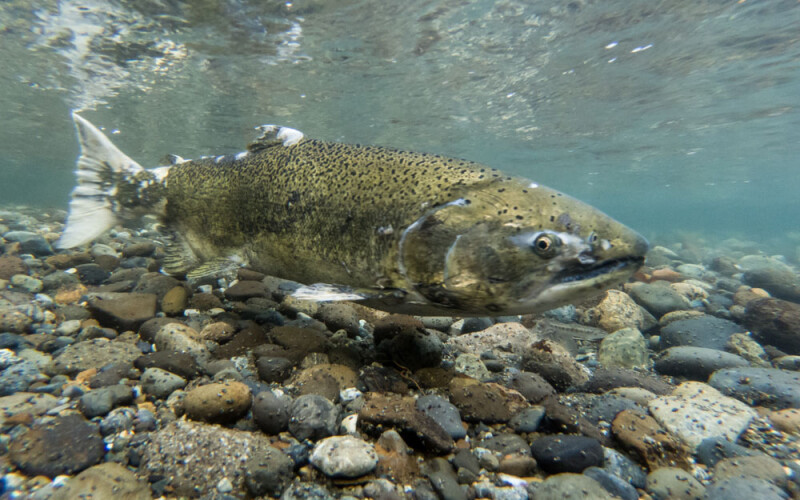 a salmon