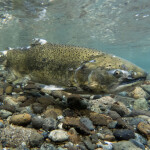 a salmon