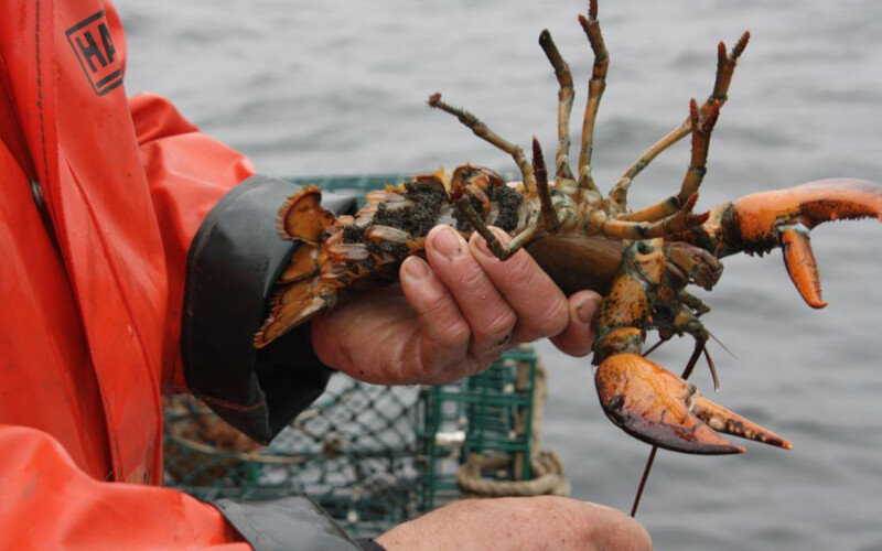 A female egg-bearing lobster getting v-notched