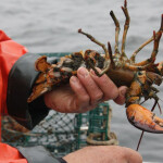 A female egg-bearing lobster getting v-notched