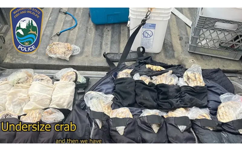 Stolen Dungeness Crabs found in Washington