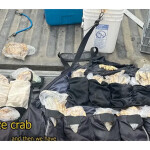 Stolen Dungeness Crabs found in Washington