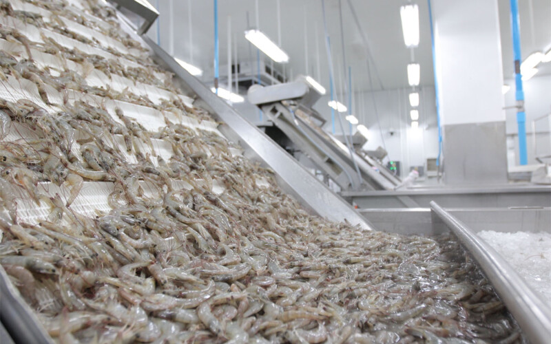 A shrimp processing line in Ecuador