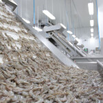 A shrimp processing line in Ecuador
