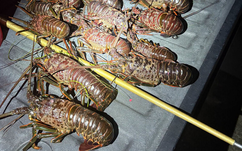 lobsters