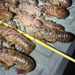 lobsters