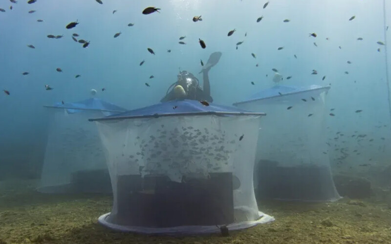 Technology used in Ecocean's BioRestore program