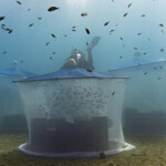 Technology used in Ecocean's BioRestore program