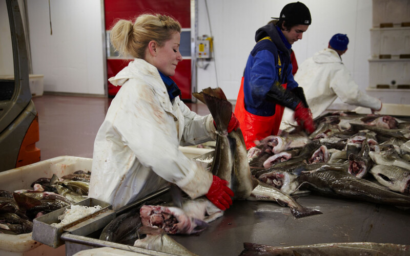 A cod-processing facility in Norway