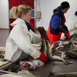 A cod-processing facility in Norway