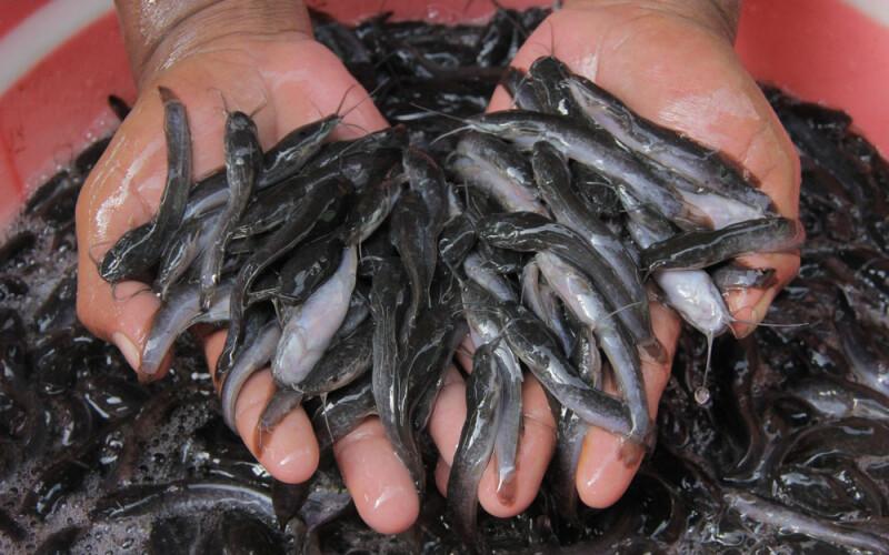 fingerlings