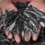 fingerlings