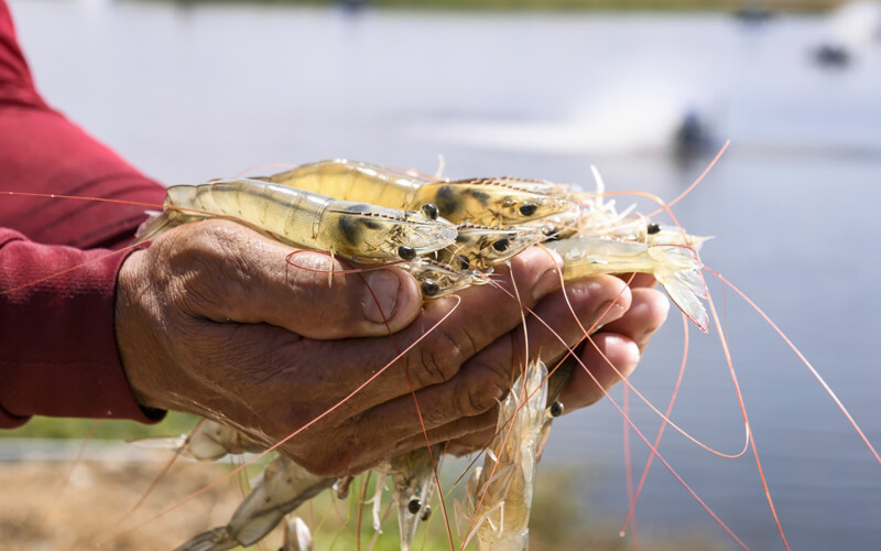 A farmer holding shrimp